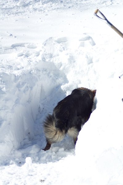 Lawinetraining (21).jpg